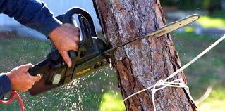 How Our Tree Care Process Works  in  Elizabeth, NJ