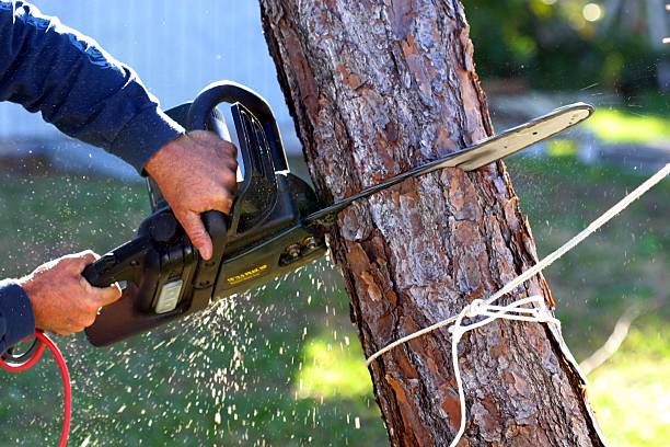 Tree and Shrub Care in Elizabeth, NJ