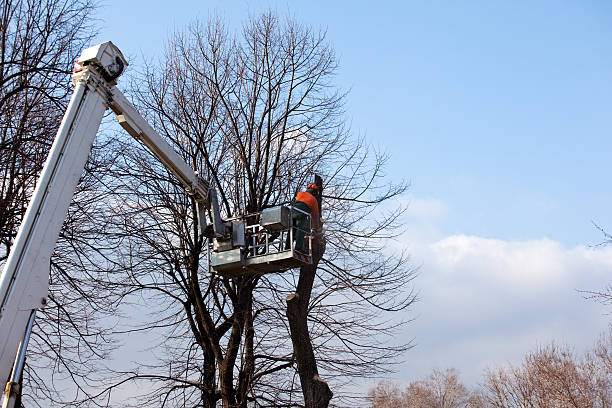 Professional Tree Services in Elizabeth, NJ